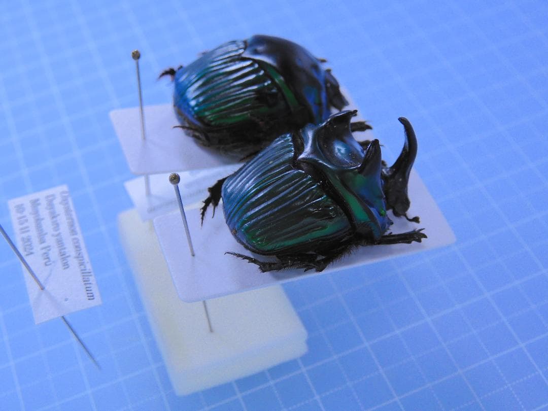 超特大　ミドリニジダイコクコガネ　27mm 25mm