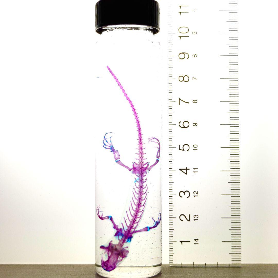 極美品【1点物】アカハライモリ② 8-9cm 50ml