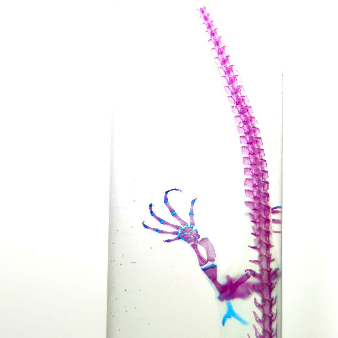 極美品【1点物】アカハライモリ② 8-9cm 50ml