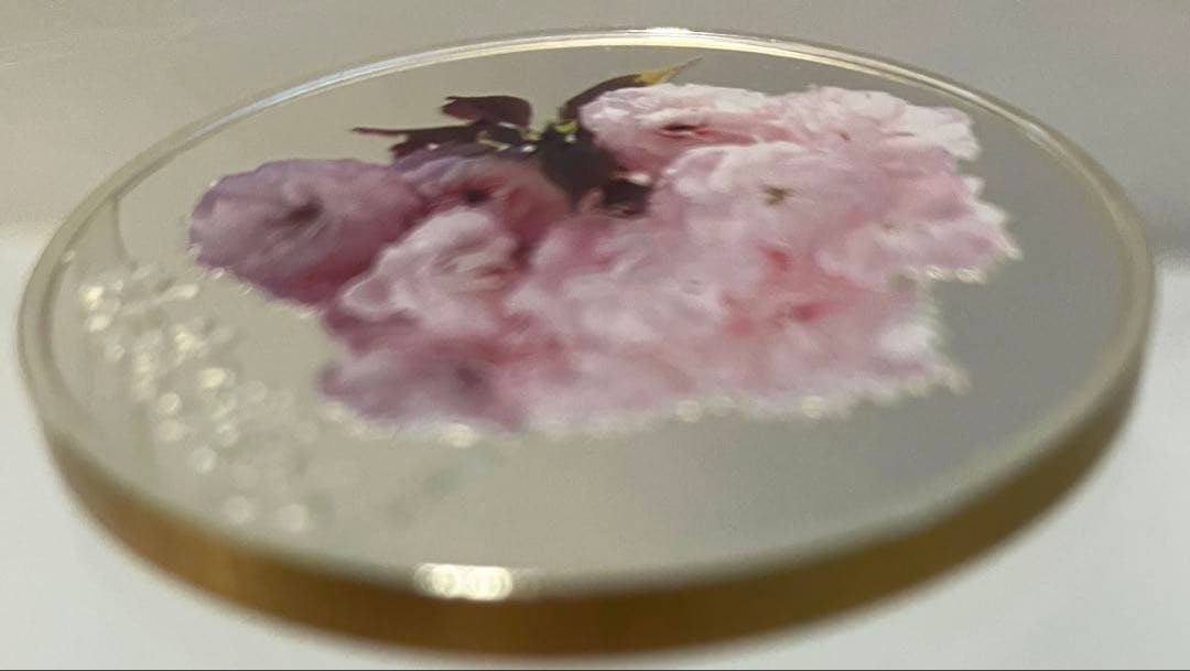 記念メダル　銀　(.925) 造幣局桜の通り抜け　平野撫子