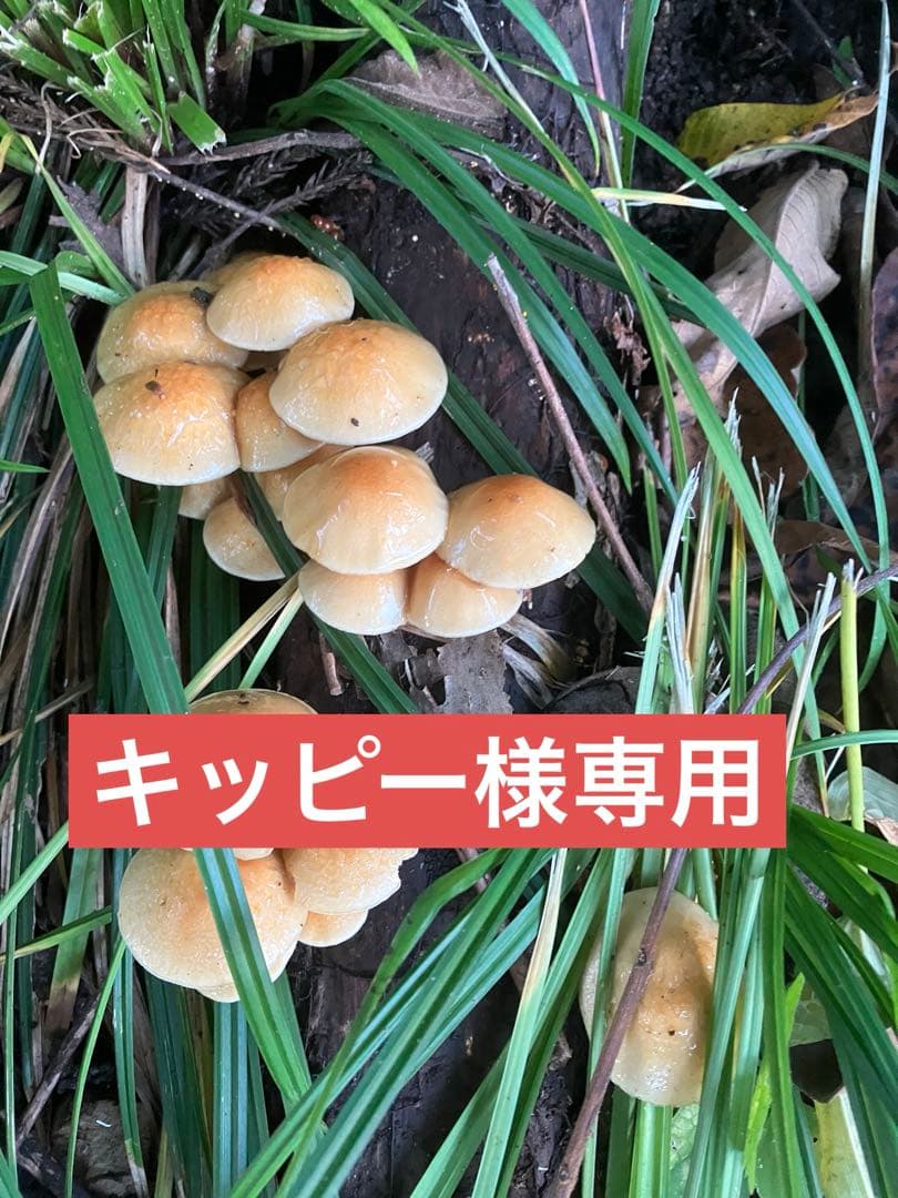 原木なめこ　10kg