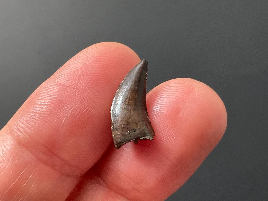 恐竜の歯 ティラノサウルス [DS411] 化石 希少 レア