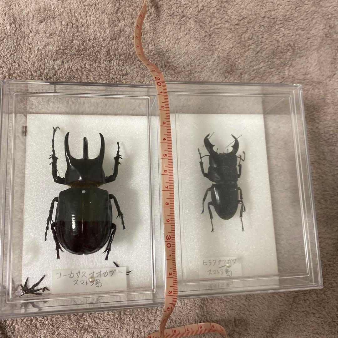 プレゼント　甲虫　オオカブト　クワガタ　標本