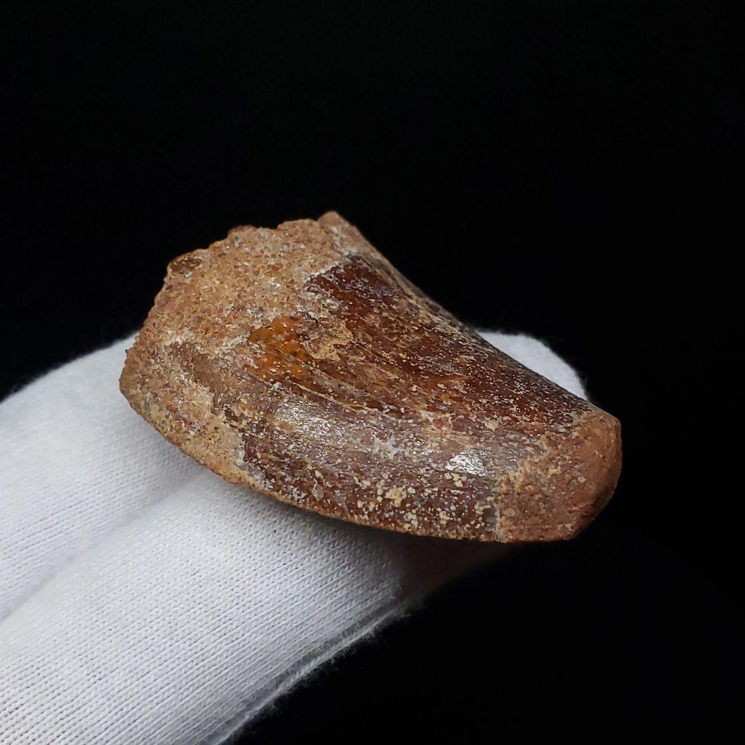 カルカロドントサウルス 歯 化石 本物 モロッコ産 38.49mm  fca17