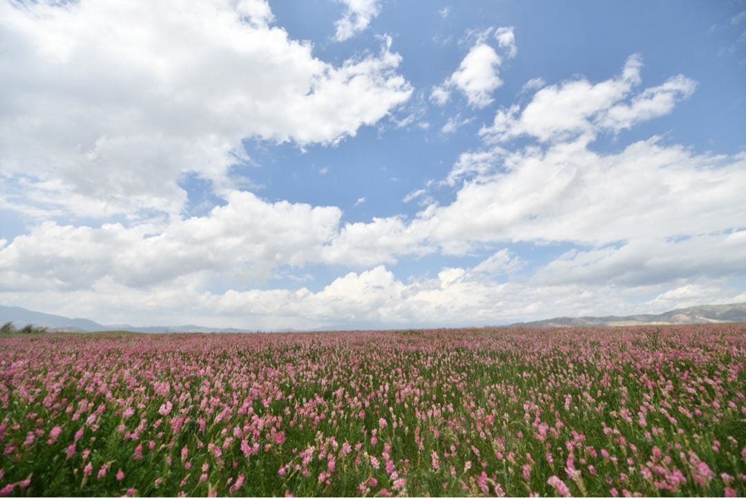 キルギスアトバシ産白いはちみつ、トクトグル高原マリアアザミ百花蜜セット200g