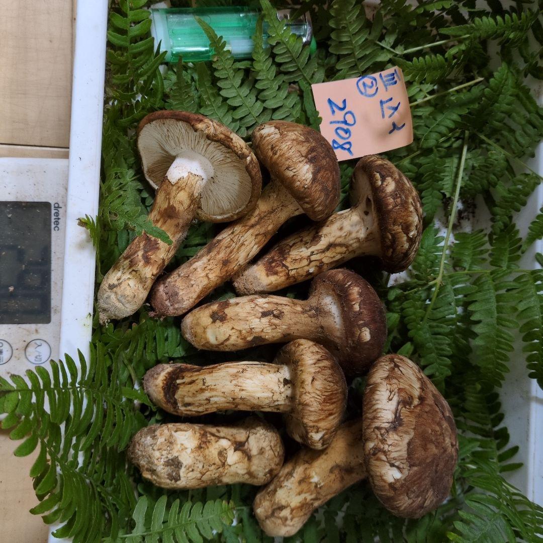 和歌山松茸 新鮮朝市　込み込み　290㌘