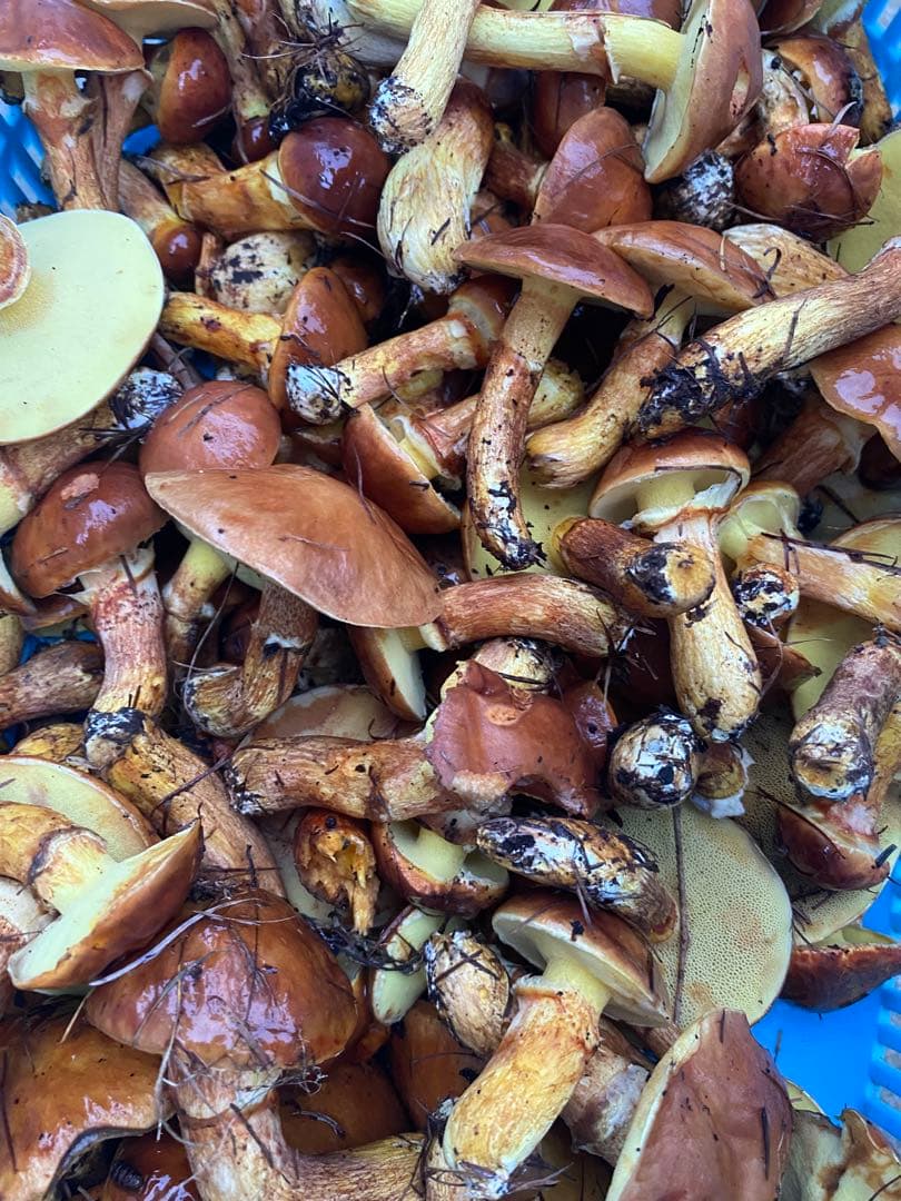 冷凍便送料込　500g×2パック 落葉きのこ　ハナイグチ　青森県産　天然きのこ