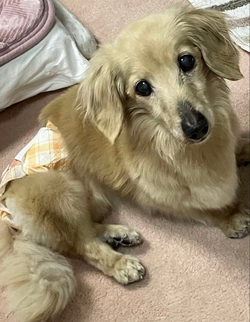 ルナお座り確認用