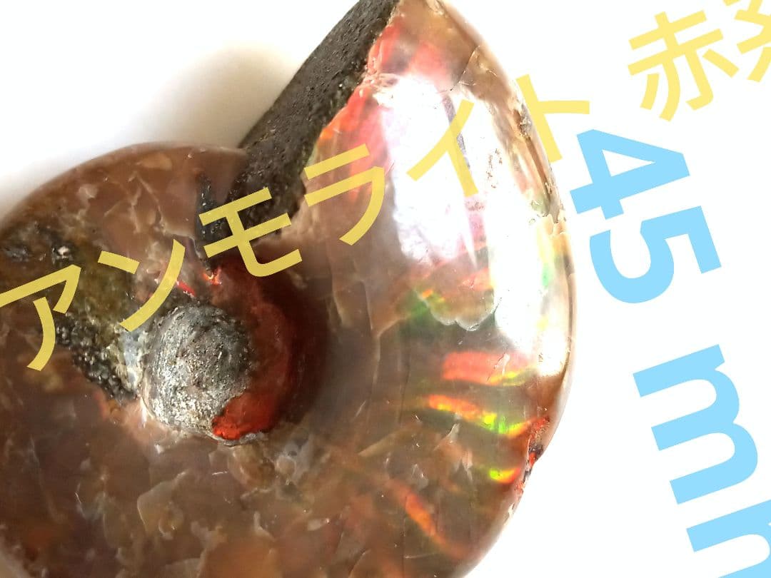 アンモナイト × オパール  アンモライト 赤系 ❒ 化石 45mm