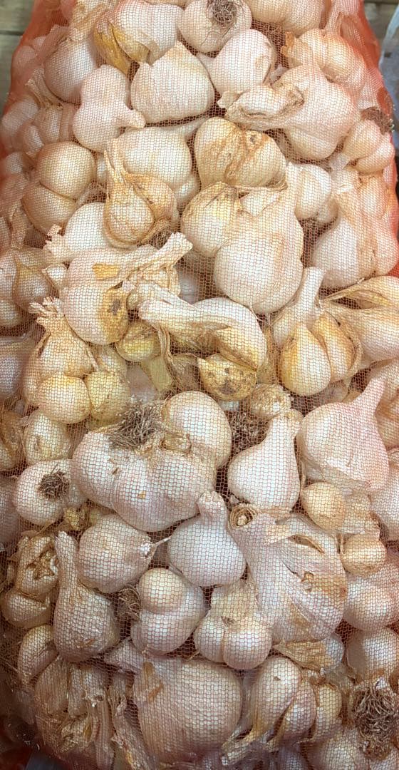 青森県産にんにく　加工　大中小　１０ｋｇ