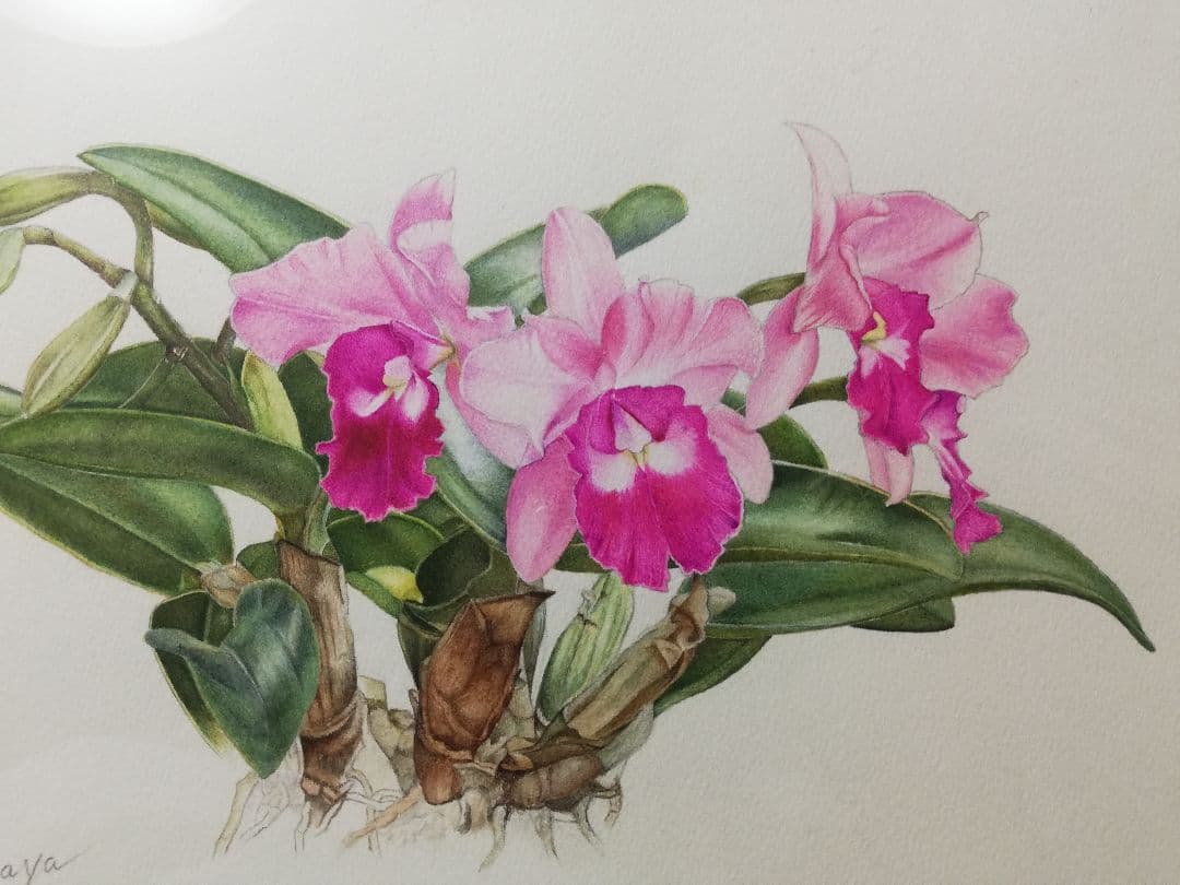 水彩絵画『カトレア』中谷道江作