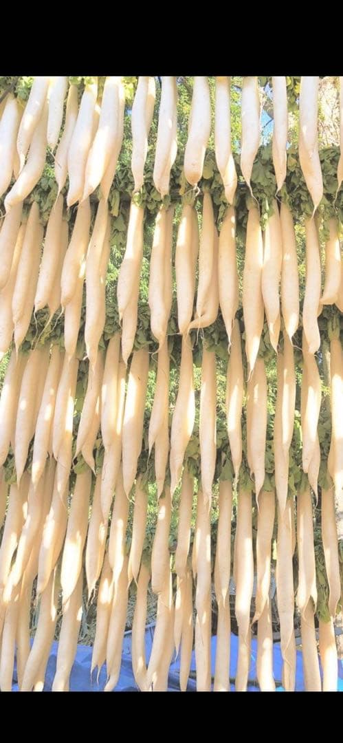 干し大根　　14キロ