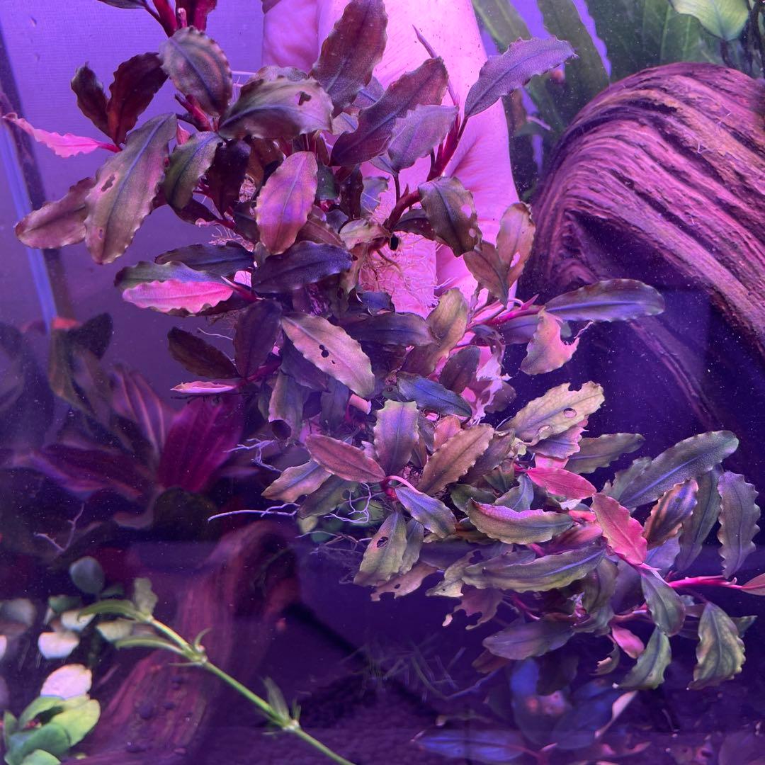 水草 Bucephalandra sp. Melawi Blue