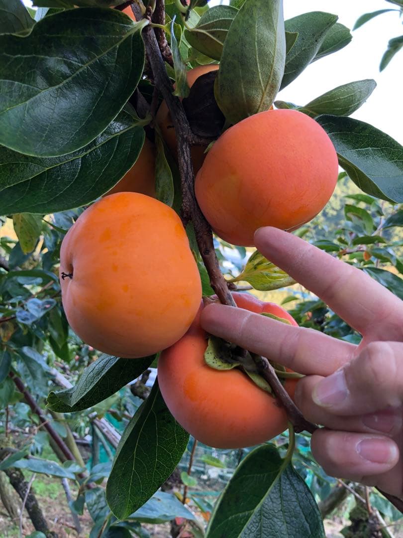 猫ちゃんさん専用 柿 20