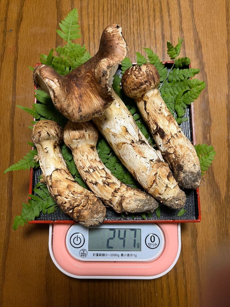 岩手県産　天然松茸　 247g　③