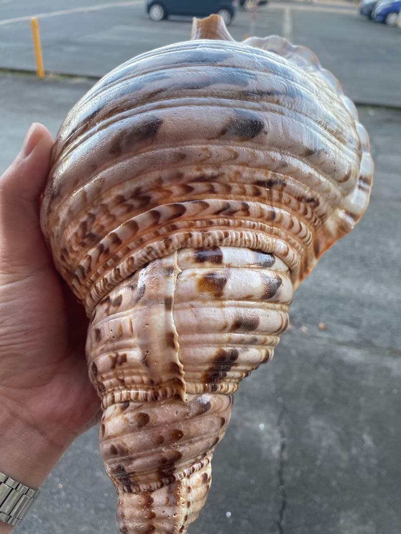 法螺貝　ホラ貝　35cm 936グラム