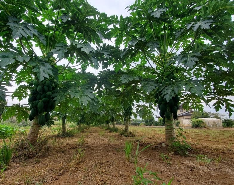 大容量1400g　(国産・高品質)乾燥パパイヤの茎（無農薬・有機肥料）