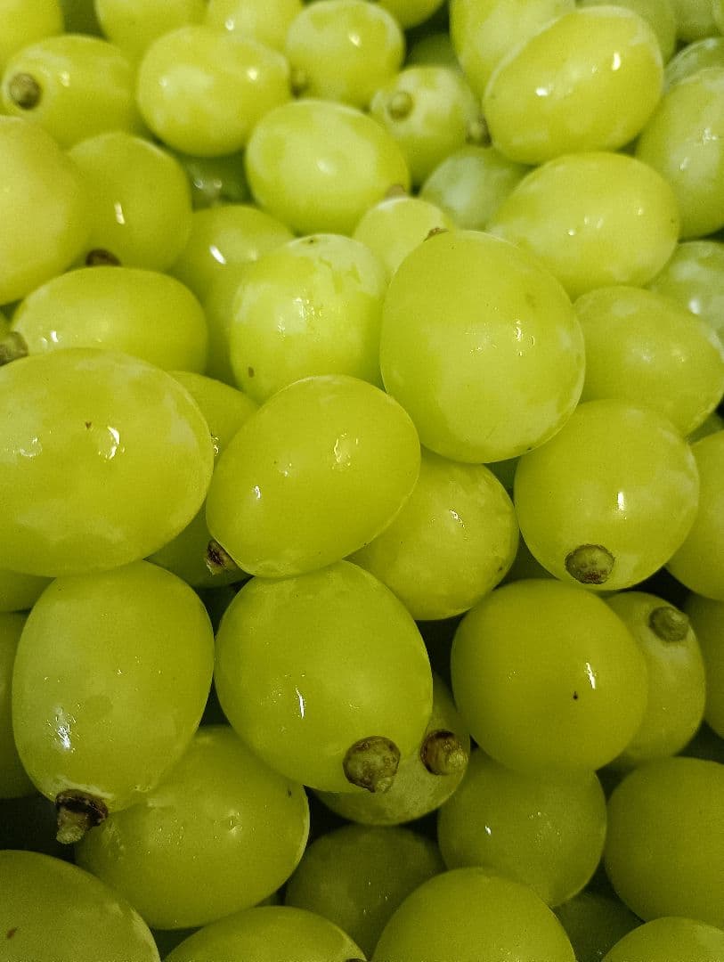 限定特売品シャインマスカット大粒グリーン多め入り5キロ粒バック入りになります。