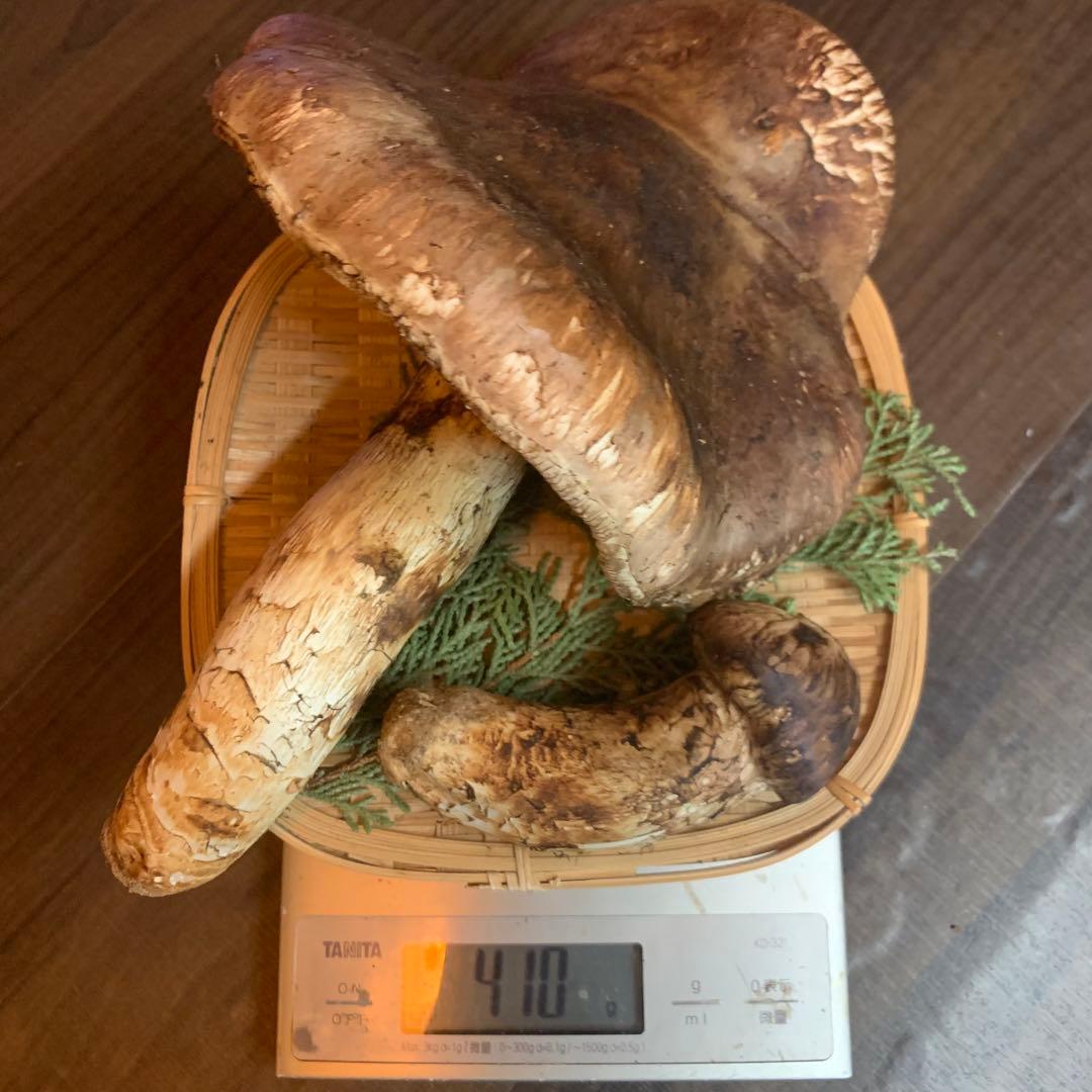 【岩手県産天然松茸】収穫最終　国産本場　つぼみ　開き　採れたて　410g