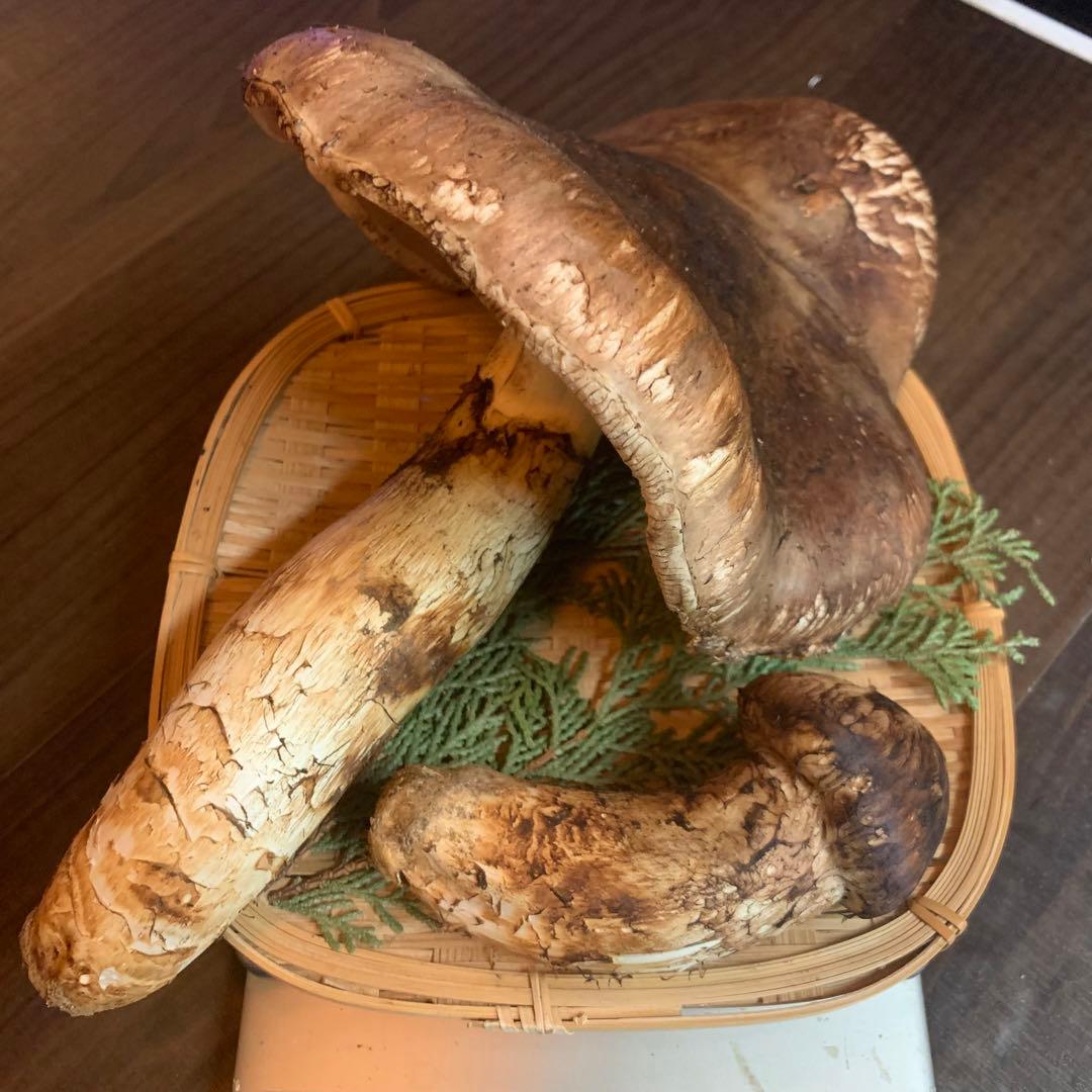 【岩手県産天然松茸】収穫最終　国産本場　つぼみ　開き　採れたて　410g