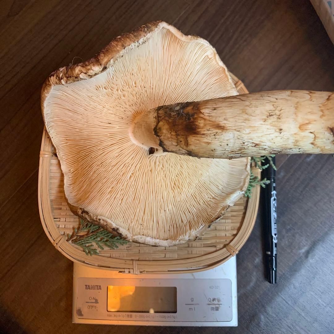 【岩手県産天然松茸】収穫最終　国産本場　つぼみ　開き　採れたて　410g