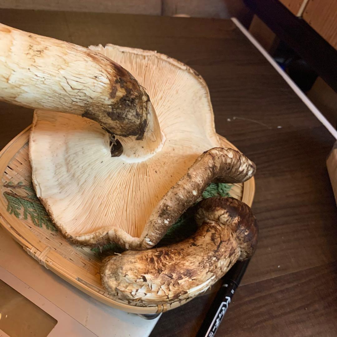 【岩手県産天然松茸】収穫最終　国産本場　つぼみ　開き　採れたて　410g