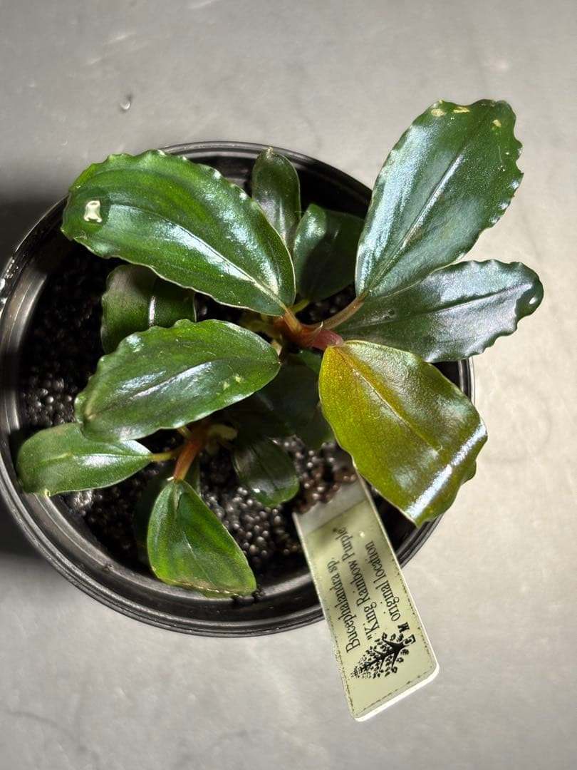 水草 Bucephalandra sp.King rainbow purple