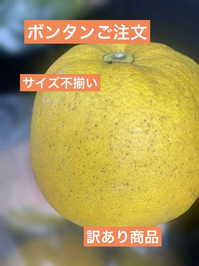 Y様！ご注文ページ