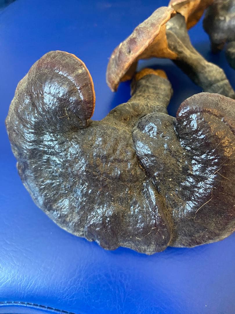 漢方灵芝草乾燥品、野生原生、重さ約136g、