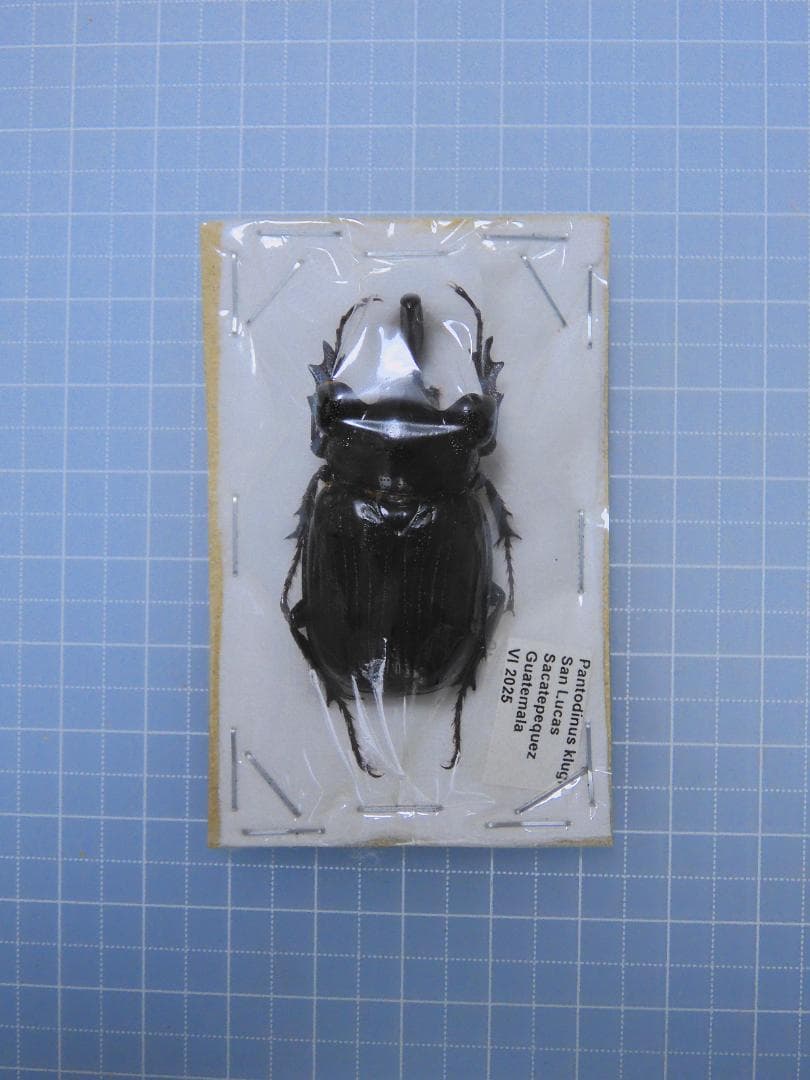 標本 Guatemala Pantodinus klugi 42mm