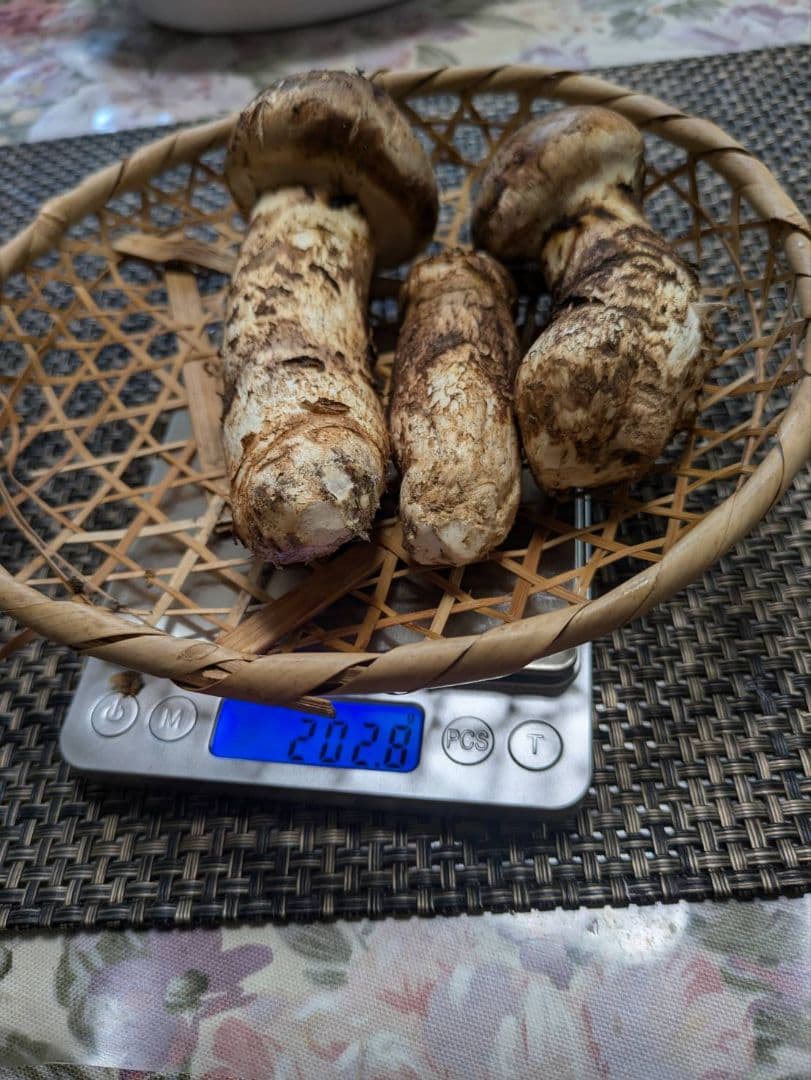 【極上・香り抜群・希少】三陸産 天然松茸 約202g（3本）本日朝採れ
