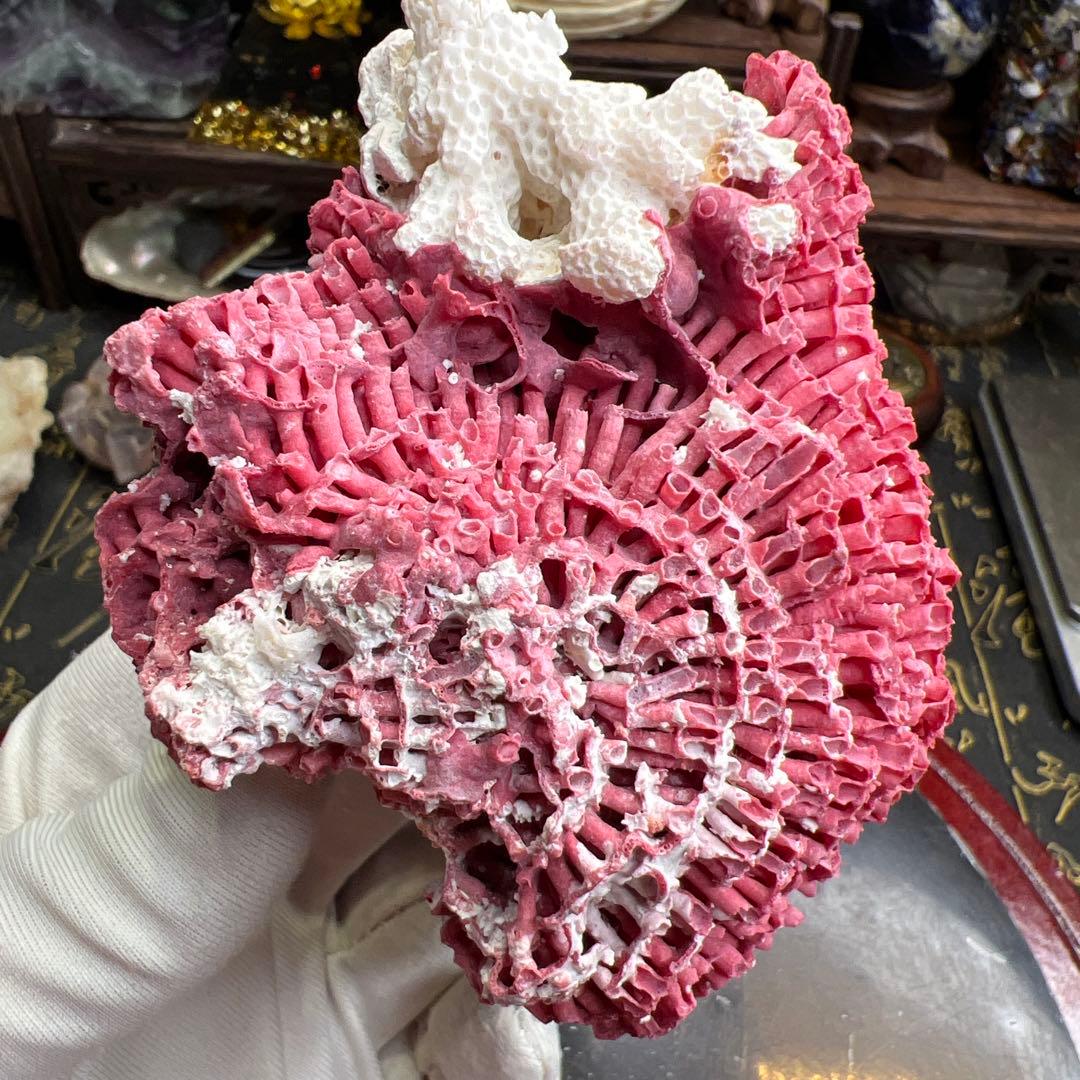 大人気 極希少 エジプト産 管状 赤珊瑚 レッド 原石 鉱物標本