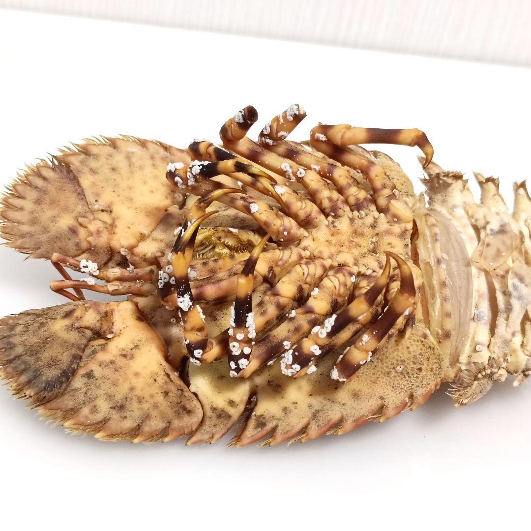 【1点物】セミエビ① 乾燥標本 色彩保存標本 関節可動