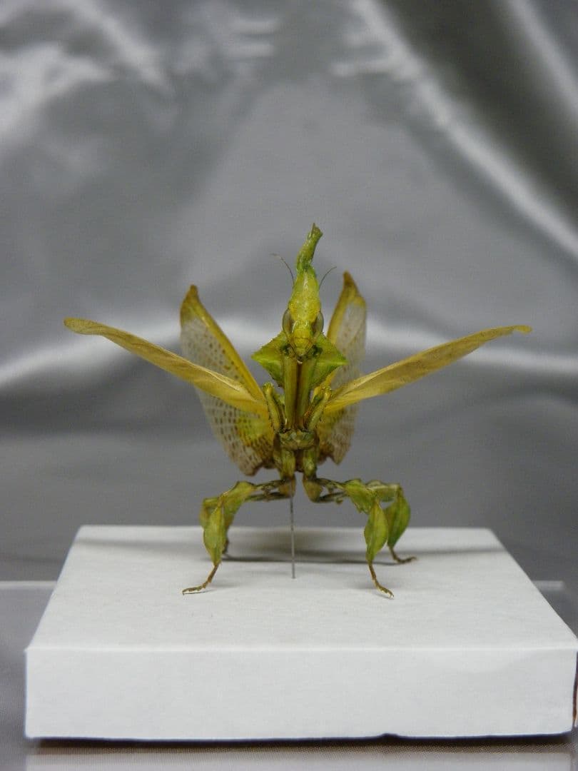 グリーンゴーストマンティス　雌　立体標本