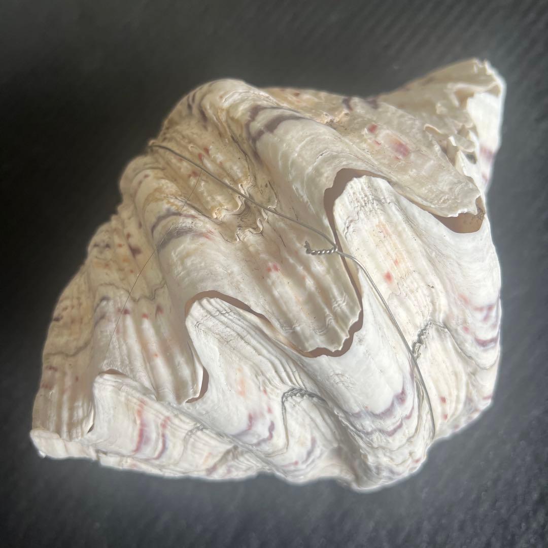 オオシャコ貝、置物、花台、インテリアコレクション