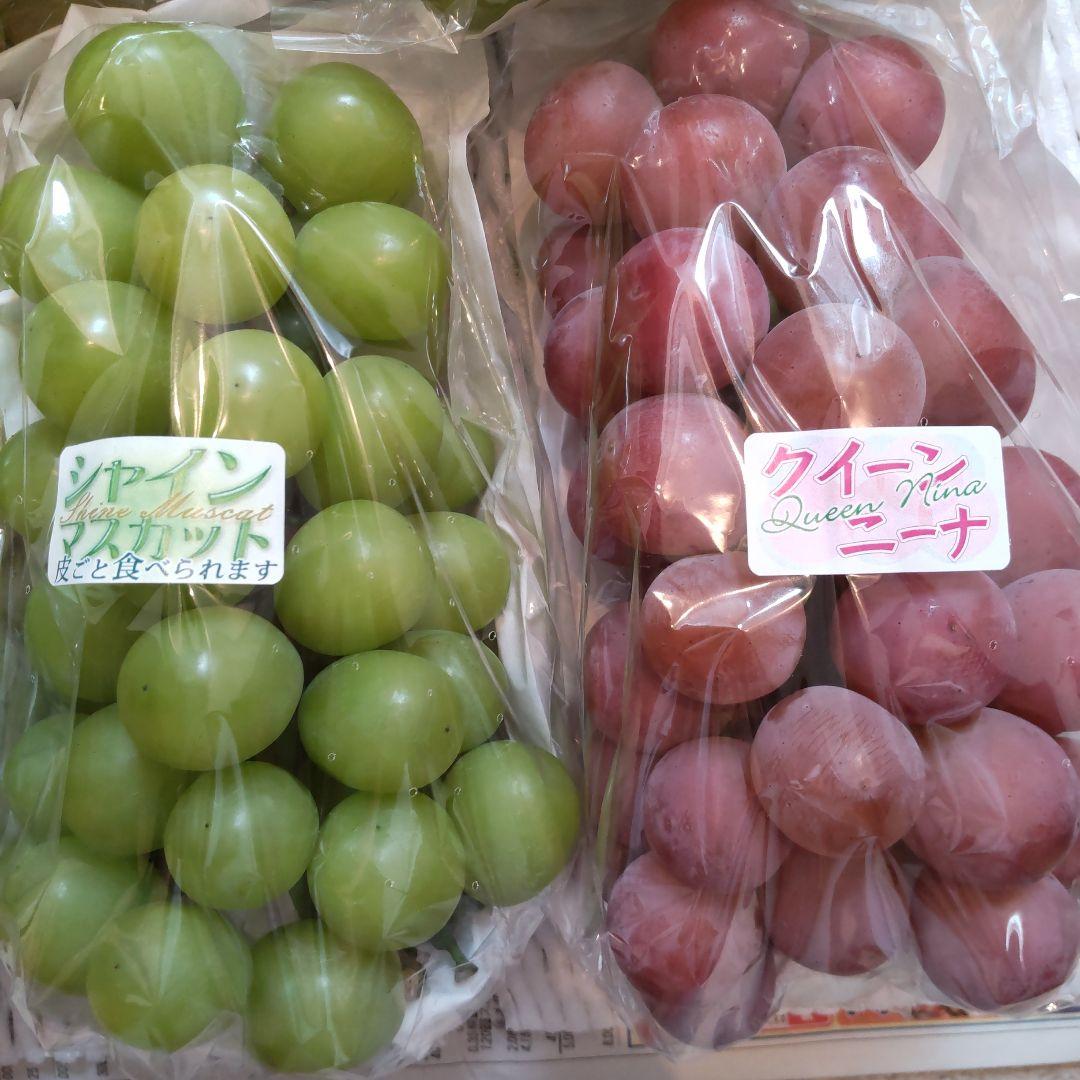 専用　富士の輝き　シャインマスカット　瀬戸ジャイアンツ　クイーンニーナ