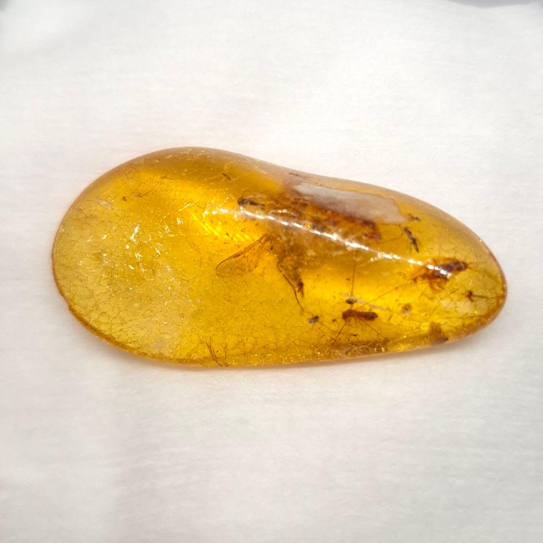 美品 虫入り コーパル 化石 天然 マダガスカル海産 51.16mm cp3