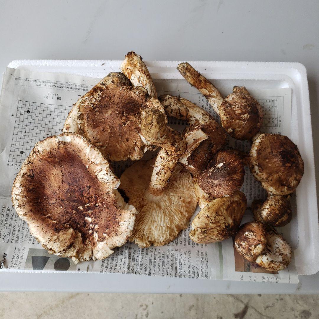 岩手三陸産朝採れ松茸1キロg！