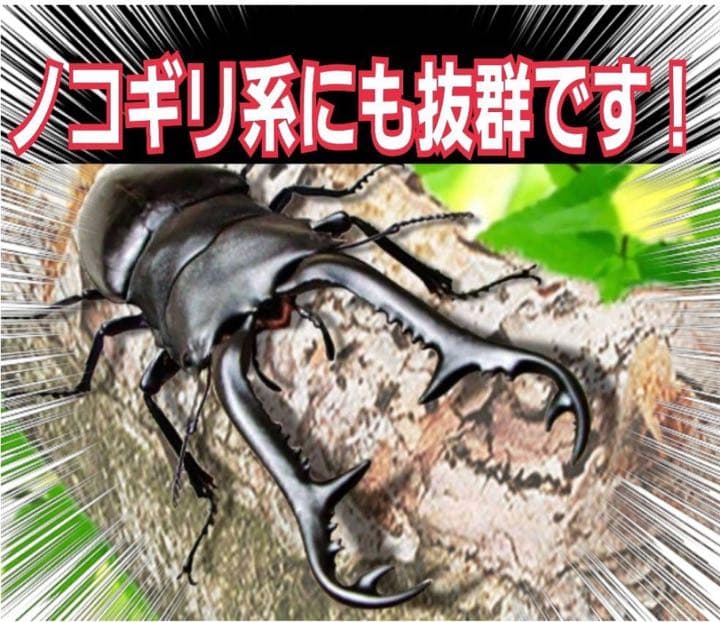 極上！ヒマラヤひらたけ菌糸瓶1500ml【7本】トレハロース、キトサン強化配合！