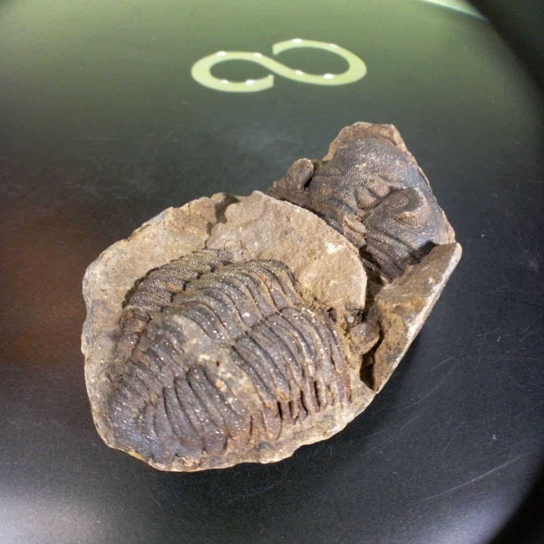 三葉虫　化石　ボリビア産　南アメリカ　trilobite　Bolivia三葉虫⑧