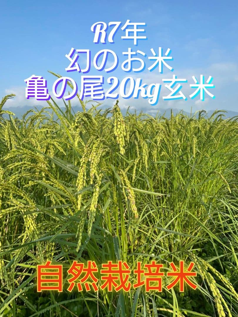 令和7年 自然栽培米 亀の尾20kg玄米