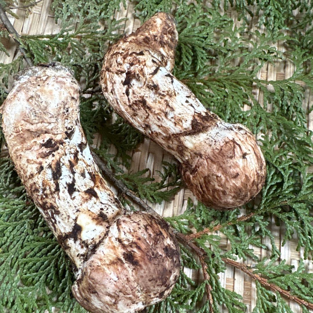 長野県南信州産‼️松茸 中　2本セット 136g 11/11朝採れ