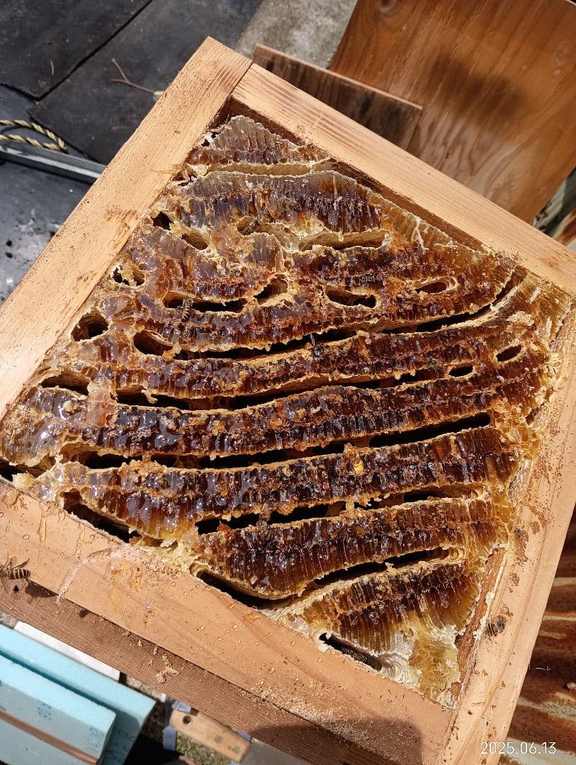 ｎ…です。　　ニホンミツバチの百花蜜　国産天然ハチミツ　580グラム　2本