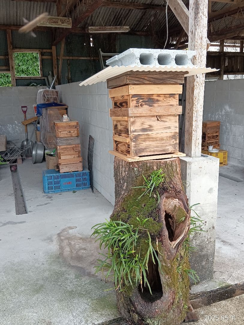 ｎ…です。　　ニホンミツバチの百花蜜　国産天然ハチミツ　580グラム　2本