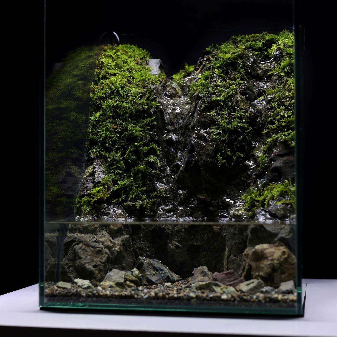 アクアテラリウム　レイアウト作品　228