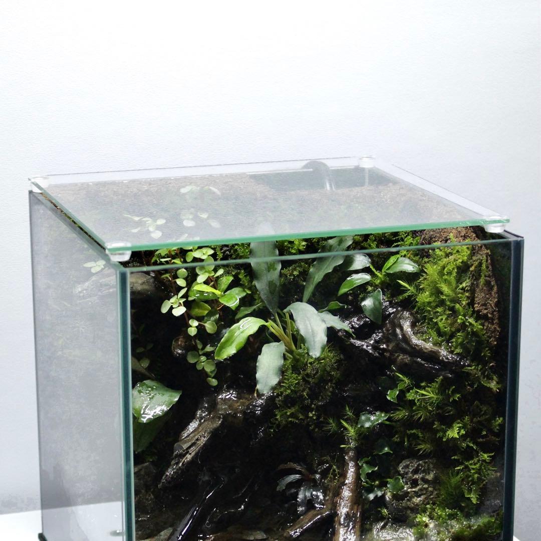 アクアテラリウム　レイアウト作品　228