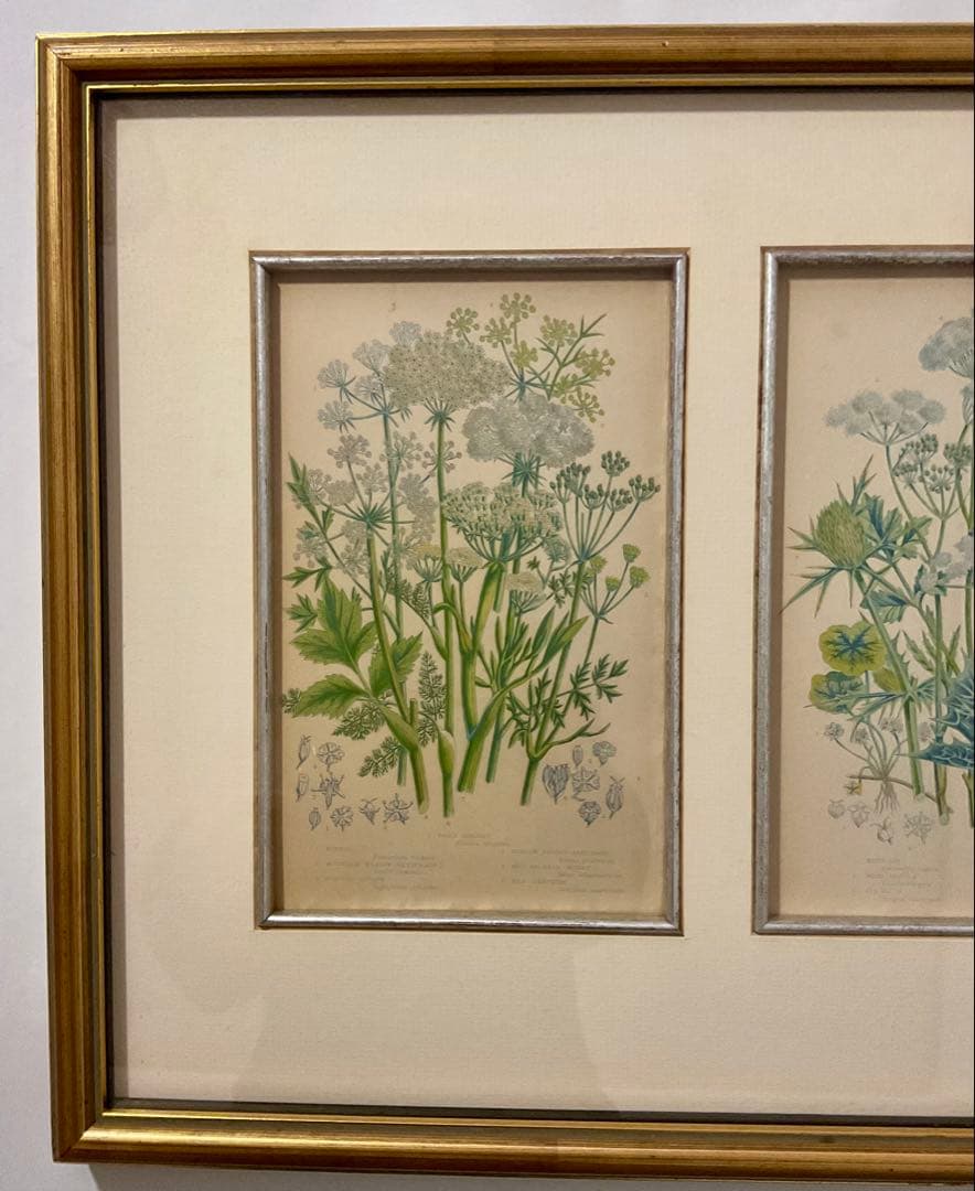 英国アンティークプリント　専門店で額装済み