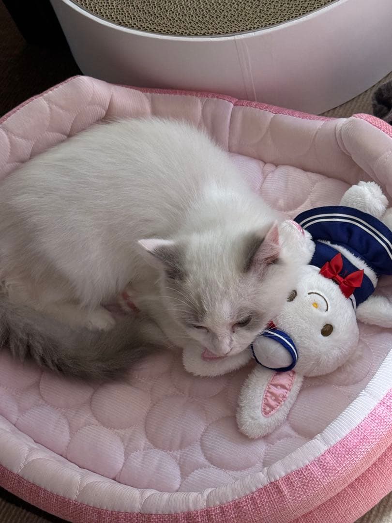 ヴァッシュ商品