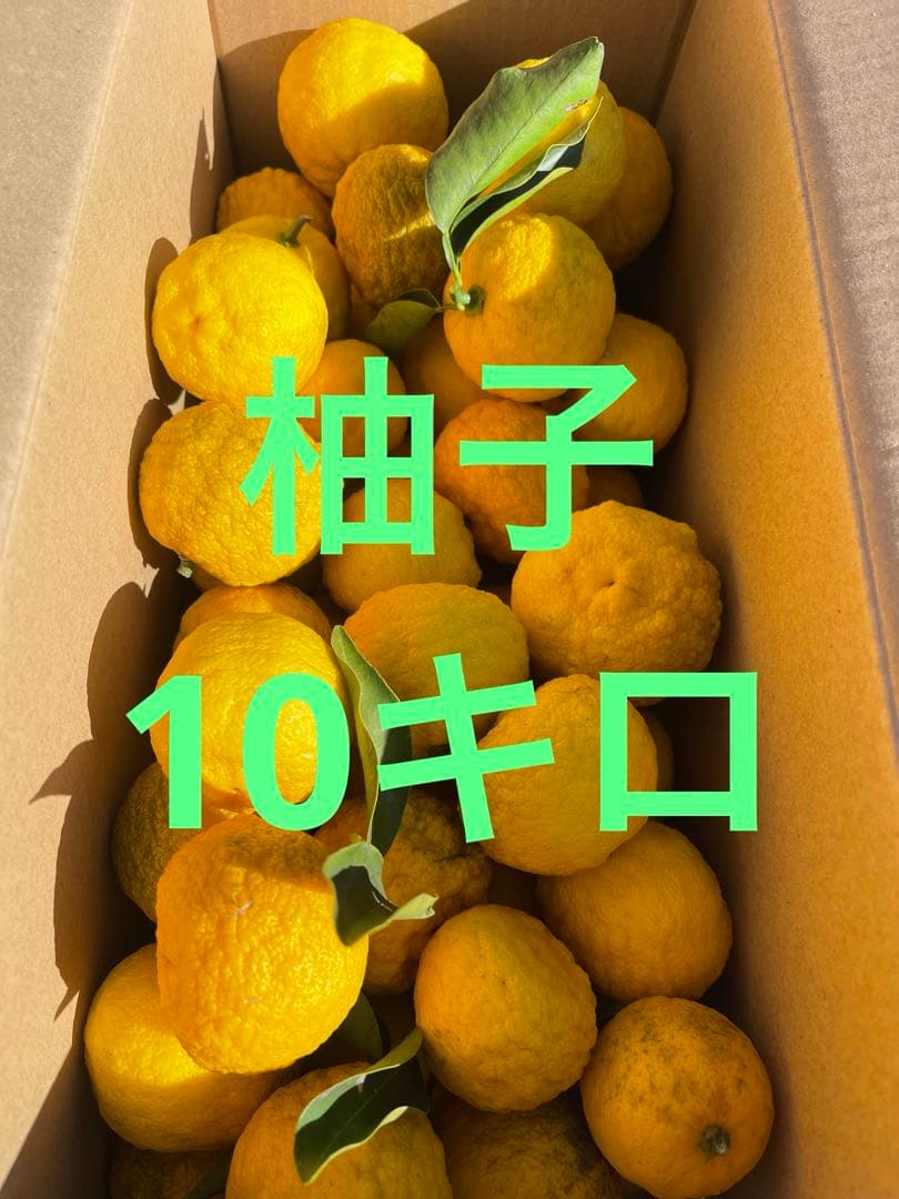 柚子　箱の重さ込み10キロ　発送日に収穫します