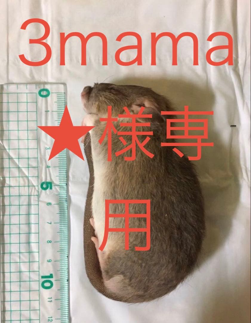 冷凍SM50 ML30 S20 PL50